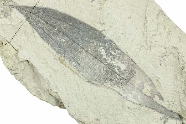 Miocene Fossil Leaf (Cinnamomum) - Augsburg, Germany #254189